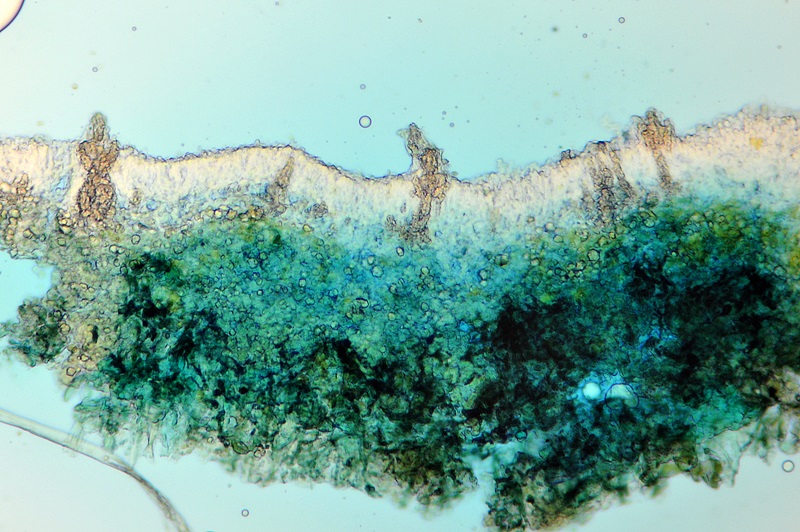 Phanerochaete cf velutina? (Hyphodermella sp.)